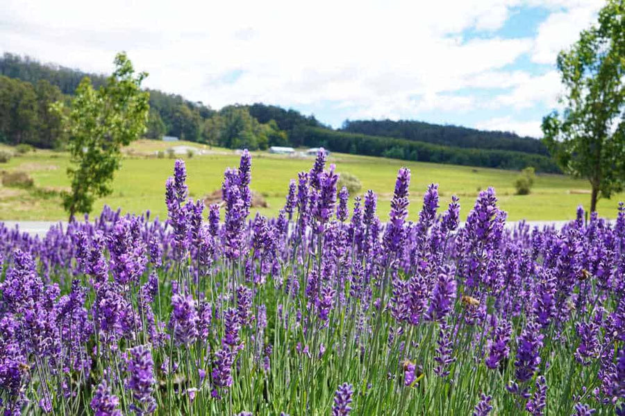 The Benefits of Lavender In Our Products!